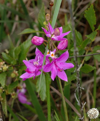 Orchid, Grass-pink