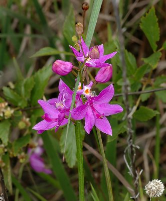 Pink, Grass Orchid