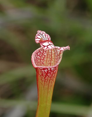 White-topped Pitcher Plant