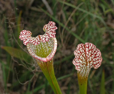 White-topped Pitcher Plant flower