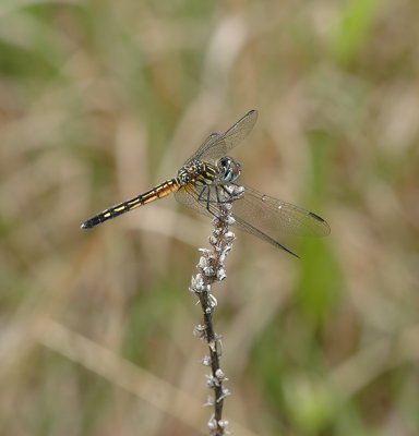 Female