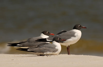 Laughing Gulls (Breeding Adults)