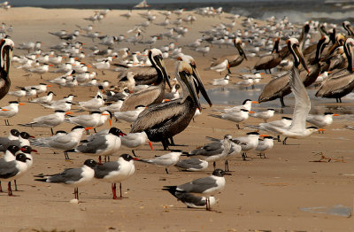 Breeding and Nonbreeding Adults