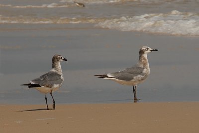 Laughing Gulls (Juveniles)