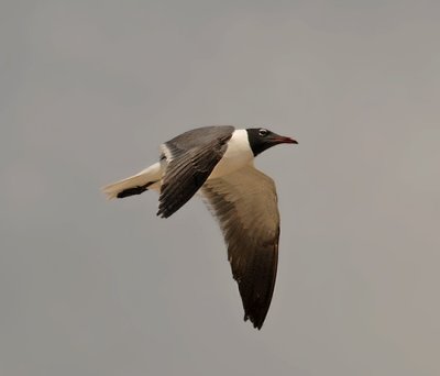 Laughing Gull (Breeding Adult)