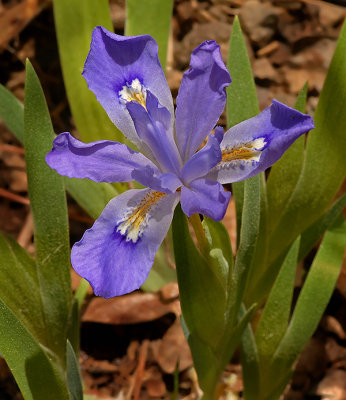 Iris, Dwarf Crested