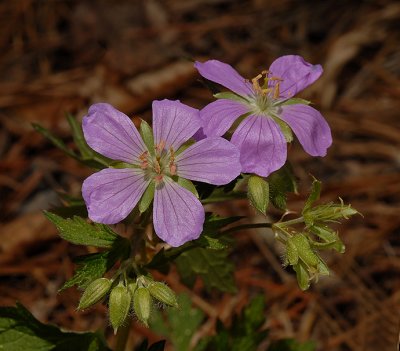 Geranium, Wild