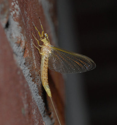 Mayflies