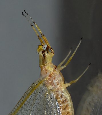 Giant Mayfly