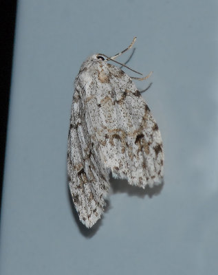 Little White Lichen Moth (8098)