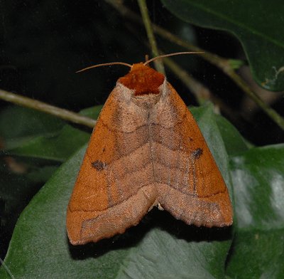 Drexel's Datana Moth (7904)