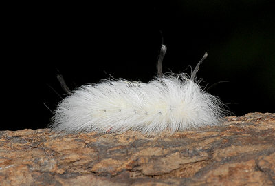 Spotted Apatelodes Moth (7663)