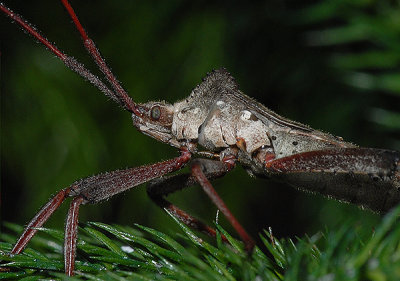 Acanthocephala declivis Nymph