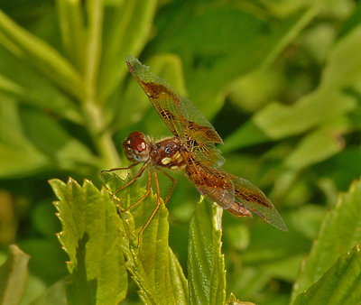 Eastern Amberwing Female