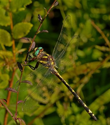 Arrowhead Spiketail (Family Cordulegastridae (Spiketails))