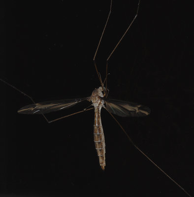 Tipula yamatotipula 