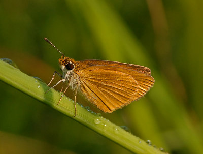 Least Skipper