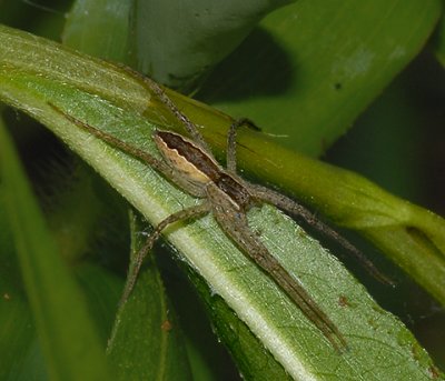 Nursery Web Spider