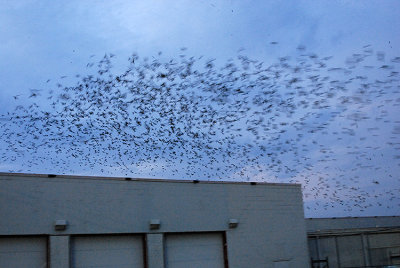 Approaching Roost