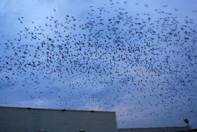 Purple Martin Roost