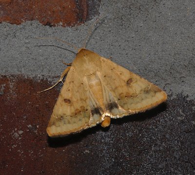 Corn Earworm Moth (11068)