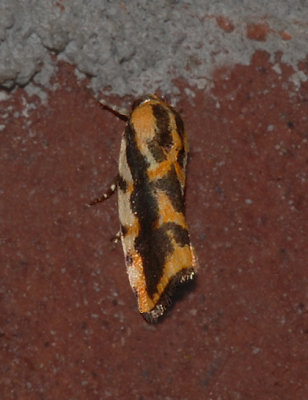 Common Spragueia Moth (9127)