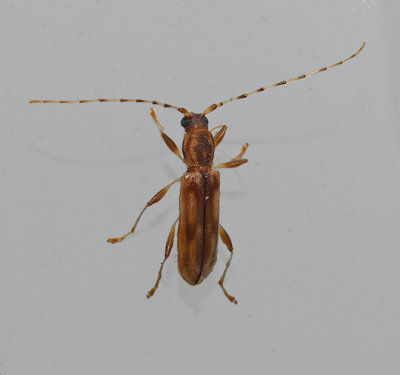 Longhorned Beetle