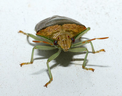 Banasa Stinkbug