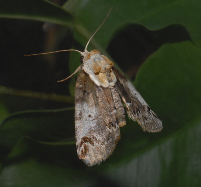 Eyed Baileya Moth (8970)