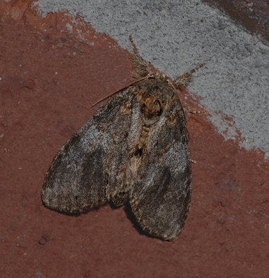 Angulose Prominent Moth (7920)