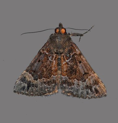 Mottled Bomolocha Moth (8444)
