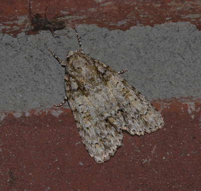Ovate Dagger Moth (9243)