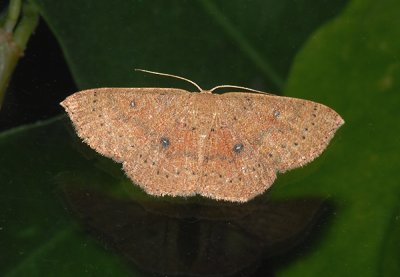 Packard's Wave Moth (7136)
