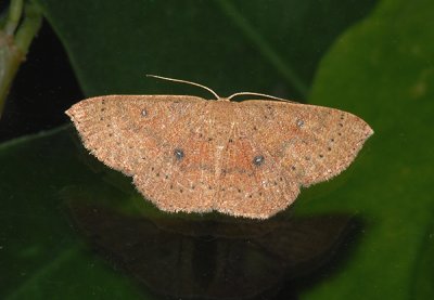 Packards Wave Moth (7136)