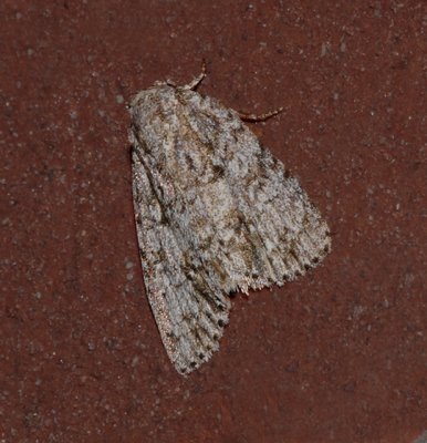 Retarded Dagger Moth (9251)