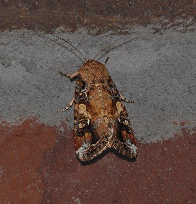 Fall Armyworm Moth (9666)