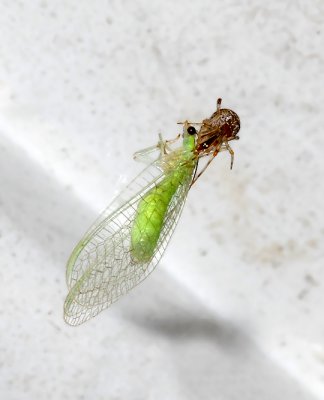 Spider with Green Lacewing Prey