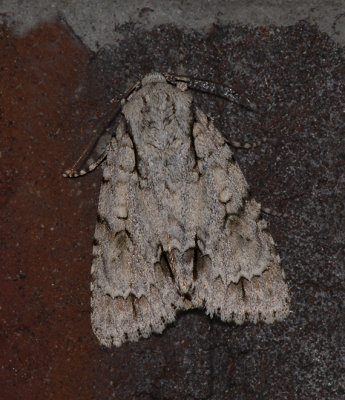 Lobelia Dagger Moth (9238)