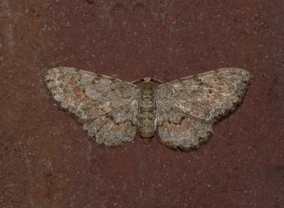 Texas Gray Moth (6443)