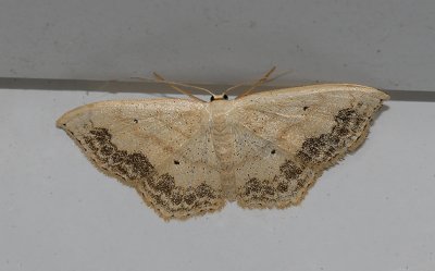 Large Lace-border Moth (7159)