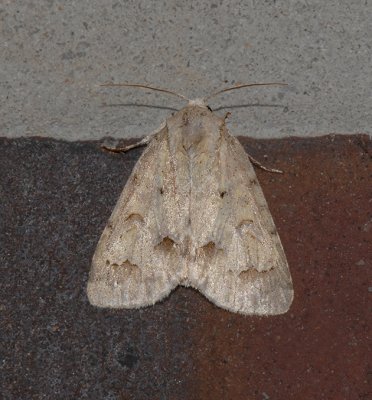 Birch Dagger Moth (9208)