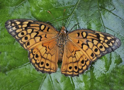 Dorsal