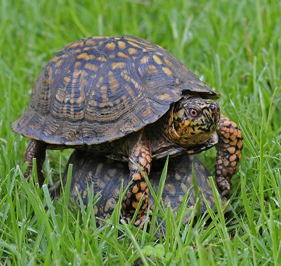 Eastern Box Turtles