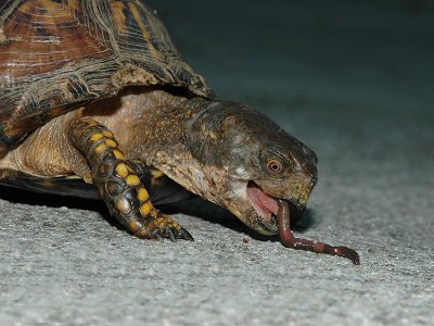 Eastern Box Turtle with Earthworm Prey