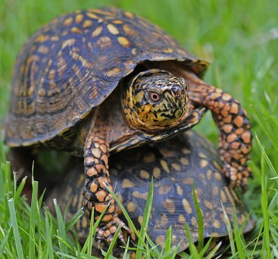 Eastern Box Turtles