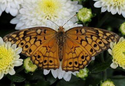 Dorsal