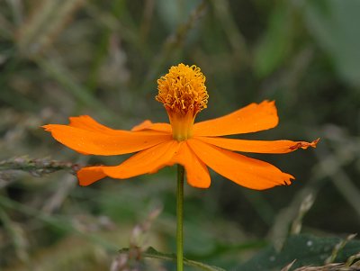 Coreopsis