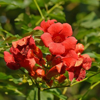 Trumpet Creeper