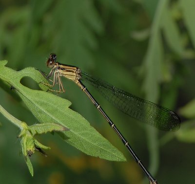 Dusky Dancer