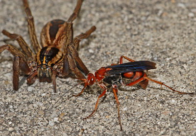 Spider Wasp ready to attack a Rabid Wolf Spider